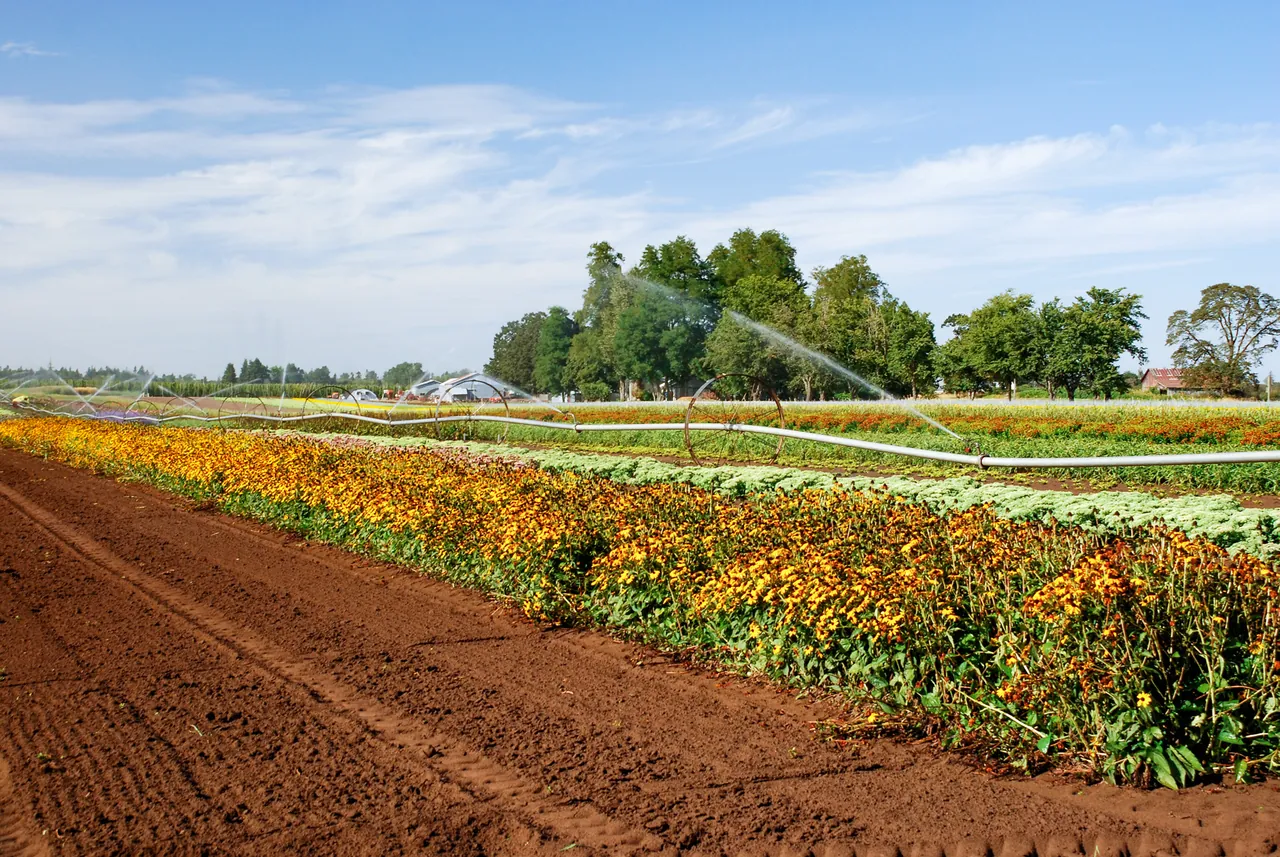 Flower fields along Windsor Island Road west of Brooks; community context, not a roof project